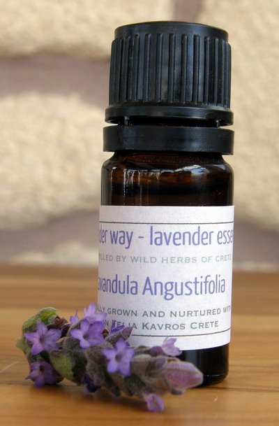 Lavendel Angustifolia