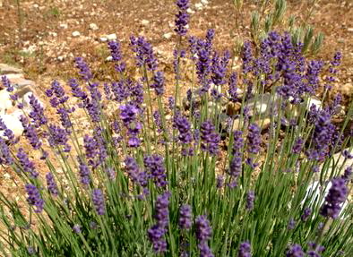 Lavendel Angustifolia