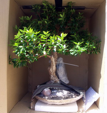 bonsai-shipping